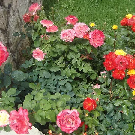 Philippos Apart Otel Nikiana